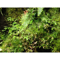 1 Liter Ben´s Rainforest Background Modellier Torf