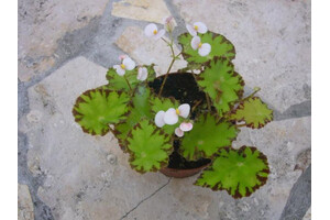 Begonia bowerae