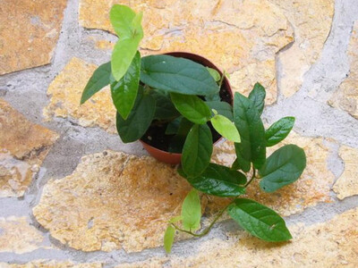 Ficus radicans (aka Ficus sagittata)