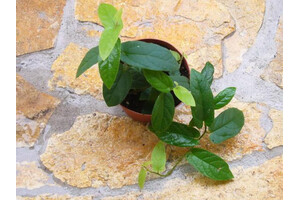 Ficus radicans (aka Ficus sagittata)