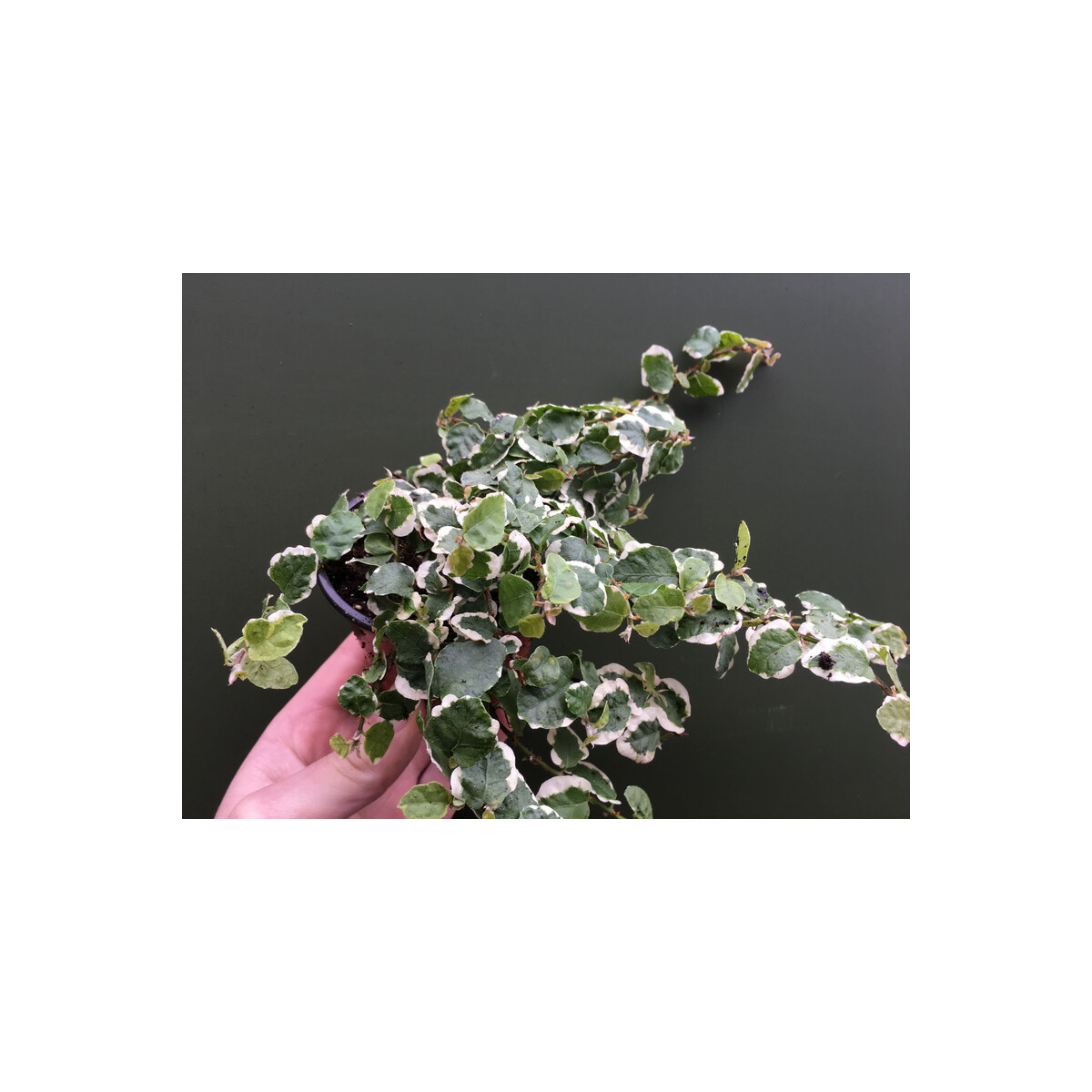 Ficus pumila White